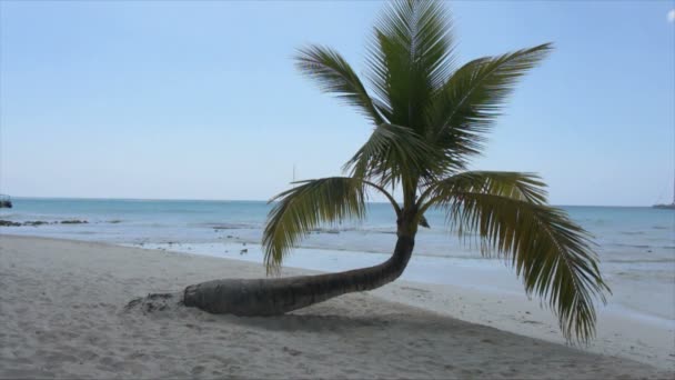 Karibiska stranden — Stockvideo