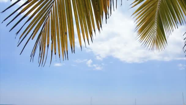 Playa del Caribe — Vídeo de stock