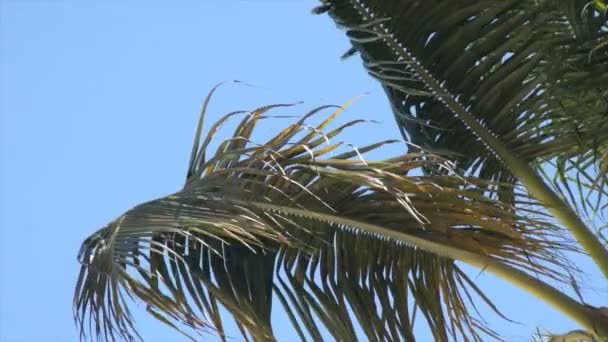 Praia perfeita — Vídeo de Stock