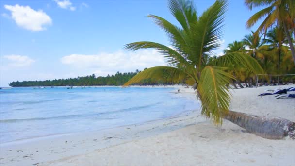 Karibiske palmer – stockvideo