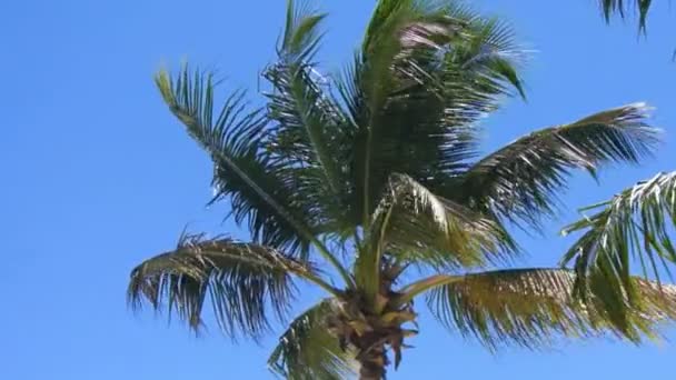 Caribbean Palm Tree — Stockvideo