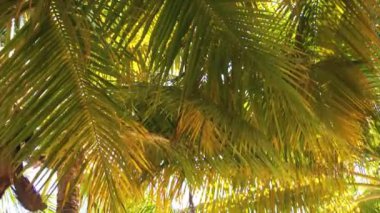 tropik palmiye ağacı