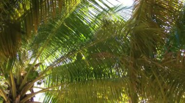 tropik palmiye ağacı