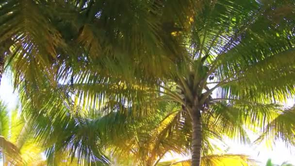 Palmier tropical — Video