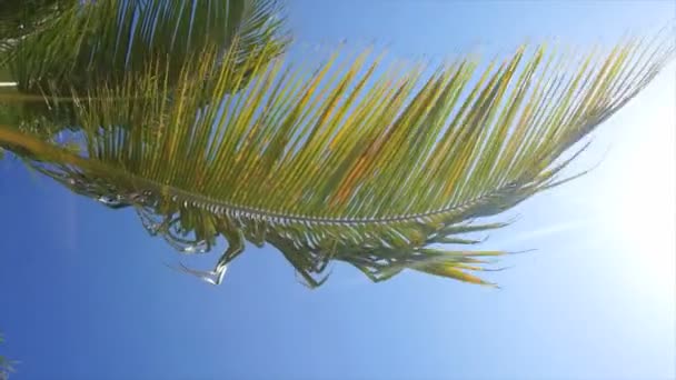 Tropische Palme — Stockvideo