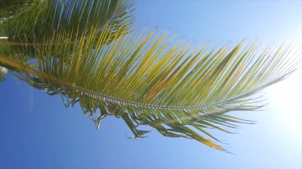 Tropik palmiye ağacı — Stok video