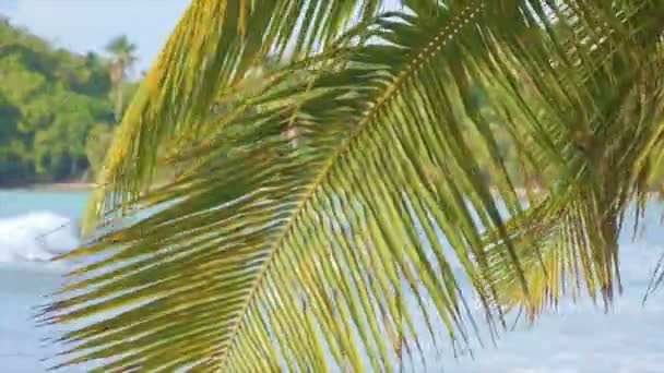 Hojas de palma verde — Vídeos de Stock