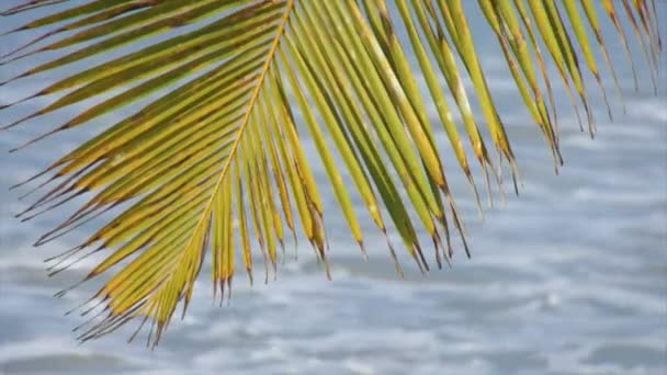 Green palm blad — Stockvideo