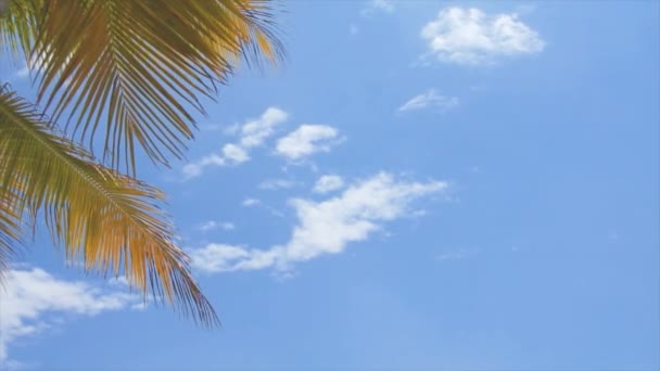 Liście zielone palmy — Wideo stockowe