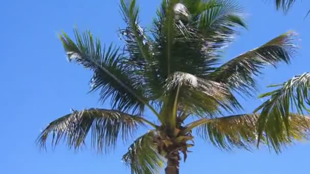 Green palm leafs — Stock Video