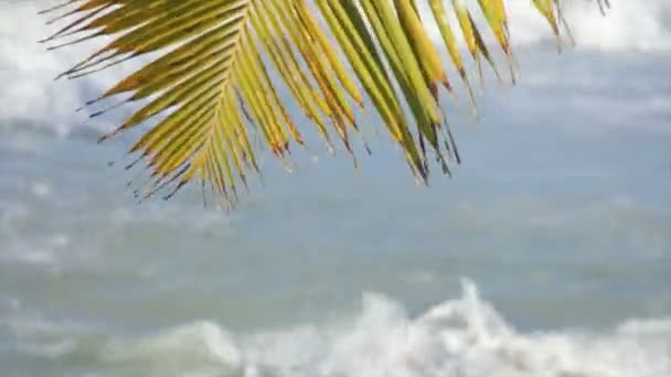 Foglie di palma verde — Video Stock