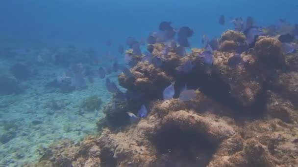 Karayip snorkeling — Stok video