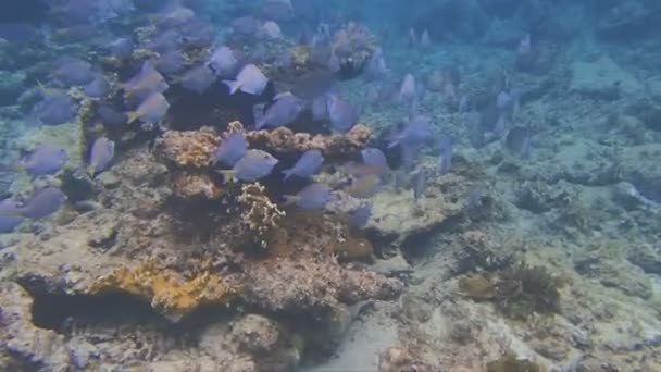 Snorkel das Caraíbas — Vídeo de Stock
