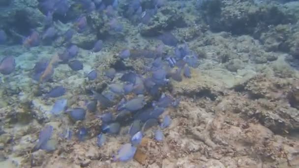 Snorkeling nei Caraibi — Video Stock