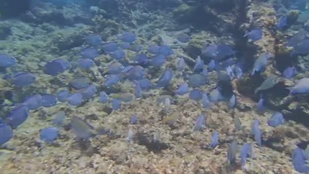 Caribbean snorkeling — Stock Video