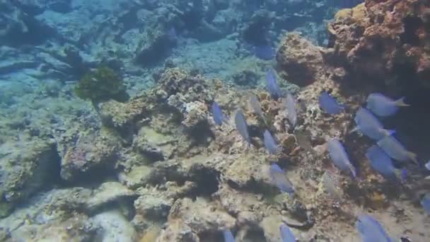 Καραϊβικής κολύμβηση με αναπνευστήρα — Αρχείο Βίντεο