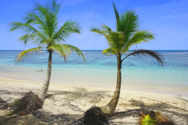 Две пальмы на пляже — стоковое фото