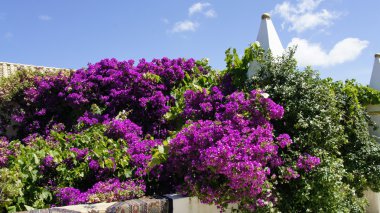 Yunanistan bitkilerden