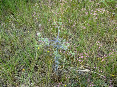 Yunanistan bitkilerden