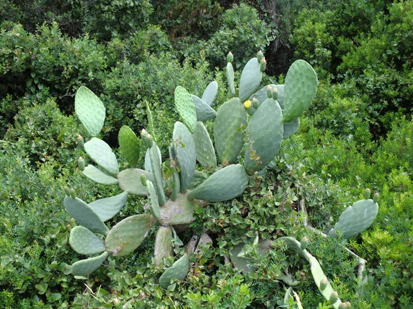 Plantas de Grecia — Foto de Stock