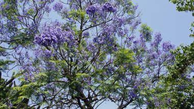 Yunanistan bitkilerden