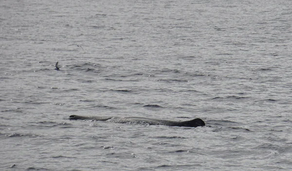 Sperm Whale Atlantic Ocean Acores — Stock Photo, Image