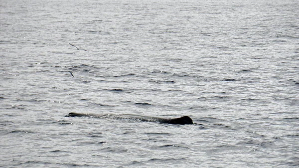 Cachalot Dans Océan Atlantique Aux Acores — Photo