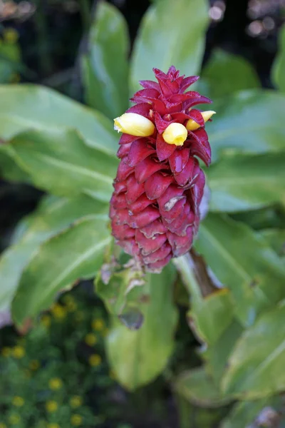 Fleurs Colorées Sur Île Des Açores Sao Miguel — Photo