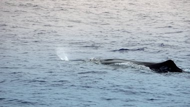 Atlantik Okyanusu 'nda meşe palamudu