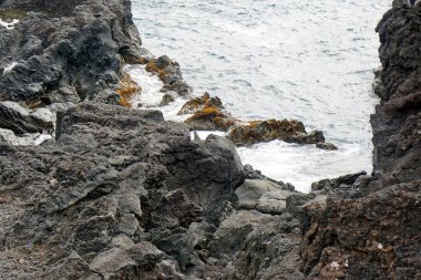 Sao Miguel adasının vahşi kıyıları. 