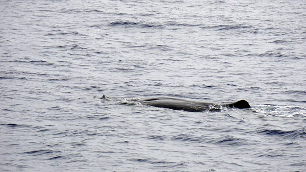 在大西洋中的抹香鲸 — 图库照片