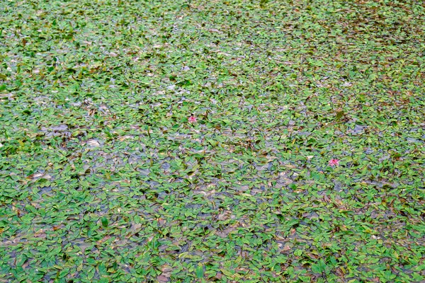 Groene Canarische Lagune Azoren — Stockfoto