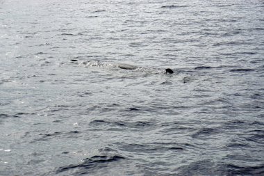 Atlantik Okyanusu 'nda meşe palamudu