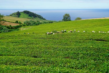 Azerbaycan adalarındaki yeşil çay tarlaları