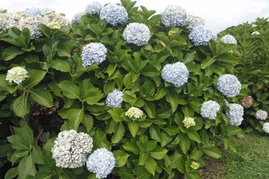 büyük renkli ortanca çiçekleri Azerbayor adalarında