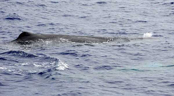 アクロアの大西洋の精子クジラは — ストック写真