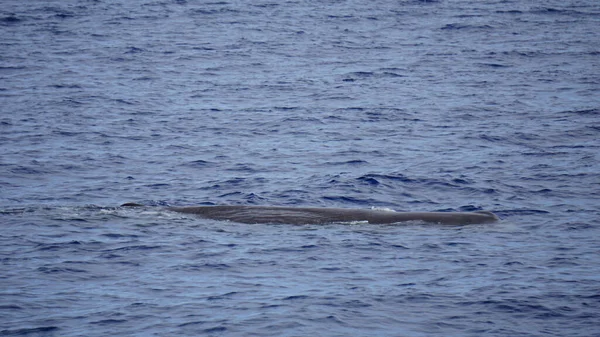 Kaszalot Oceanie Atlantyckim Akrach — Zdjęcie stockowe