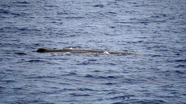 アクロアの大西洋の精子クジラは — ストック写真