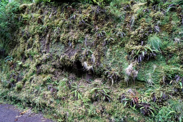 Ricco Paesaggio Verde Sulle Azorre Isola Sao Miguel — Foto Stock