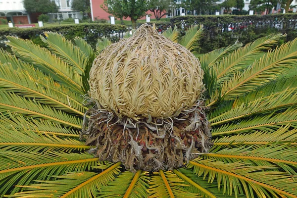 Fleurs Colorées Sur Île Des Açores Sao Miguel — Photo