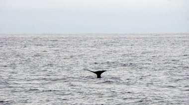 Atlantik Okyanusu 'nda meşe palamudu