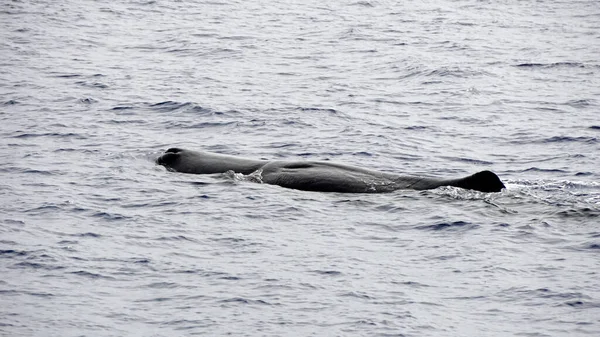 Cachalote Océano Atlántico Los Acores — Foto de Stock