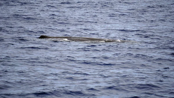 Esperma Baleia Oceano Atlântico Nos Acores — Fotografia de Stock