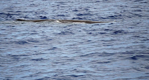 Capodoglio Nell Oceano Atlantico Alle Acore — Foto Stock