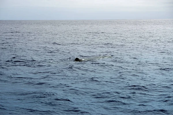 Potvis Atlantische Oceaan Bij Acores — Stockfoto