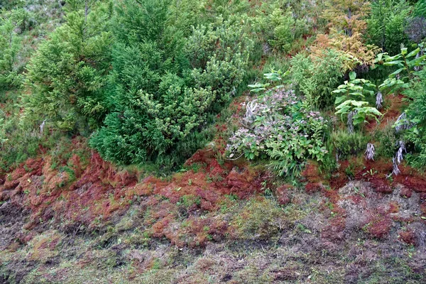 Sattgrüne Landschaft Auf Der Azoreninsel Sao Miguel — Stockfoto