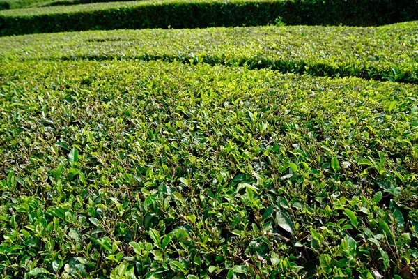 アゾレス諸島の緑茶畑は — ストック写真