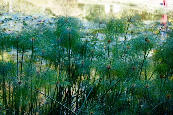 Azores Adası Sao Miguel Renkli Çiçekler — Stok fotoğraf