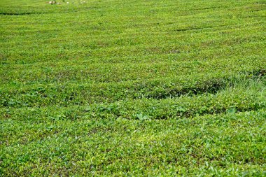 Azerbaycan adalarındaki yeşil çay tarlaları