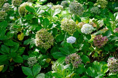 büyük renkli ortanca çiçekleri Azerbayor adalarında